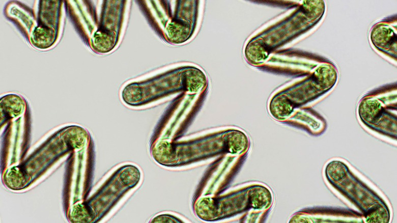 microscopic spirulina