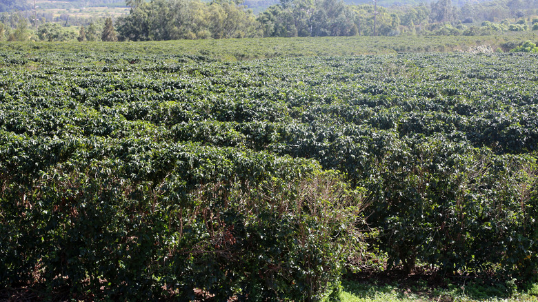 Hawaiian coffee plantation