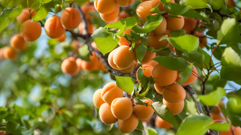 Apricots growing on a tree