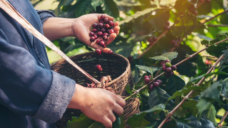 farmer harvesting arabica beans