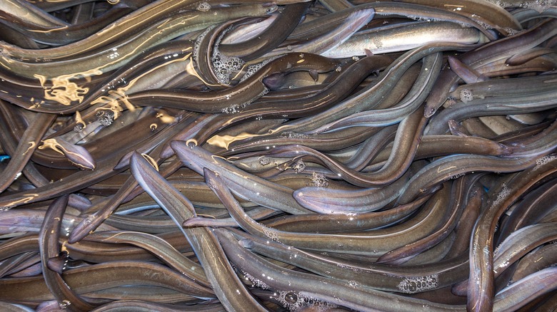 eels swimming in farm