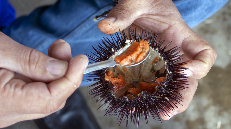 mean eating uni with spoon