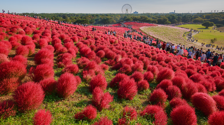 Summer cypress plants in Japan