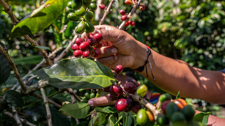 Worker harvesting coffee cherries