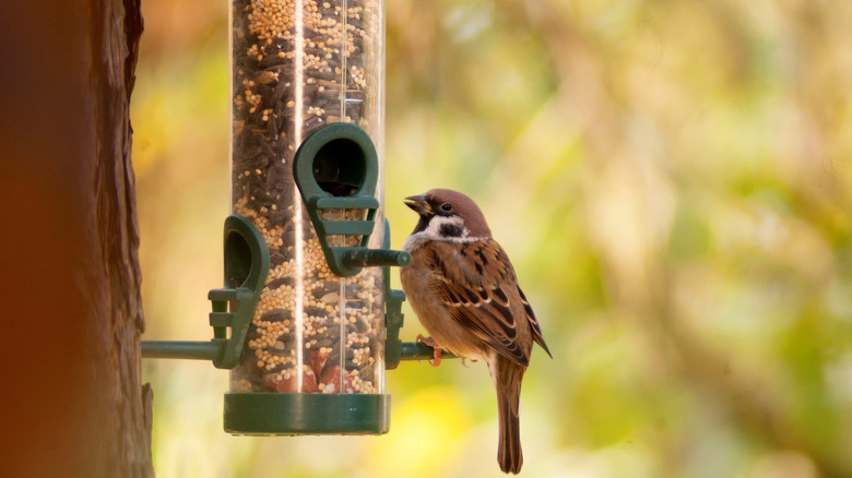 A bird sits on an outdoor bird feeder and enjoys eating bird seed