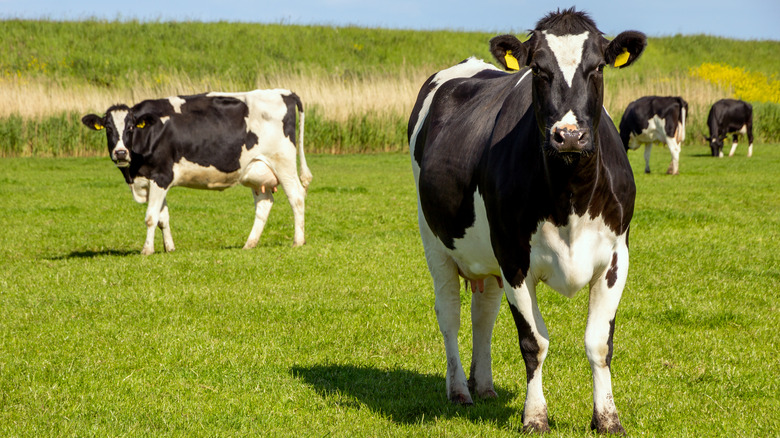 black and white cow out in field