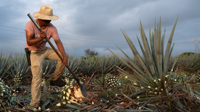 Man harvesting agave plant