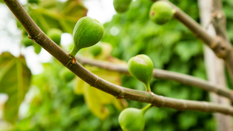 Adriatic fig tree