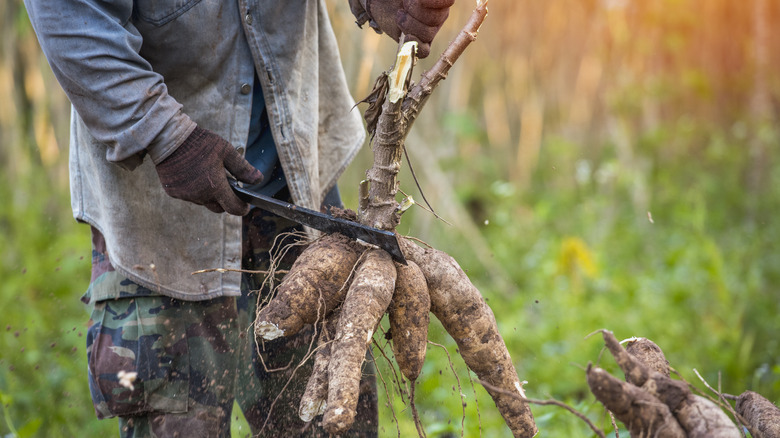 cassava roots