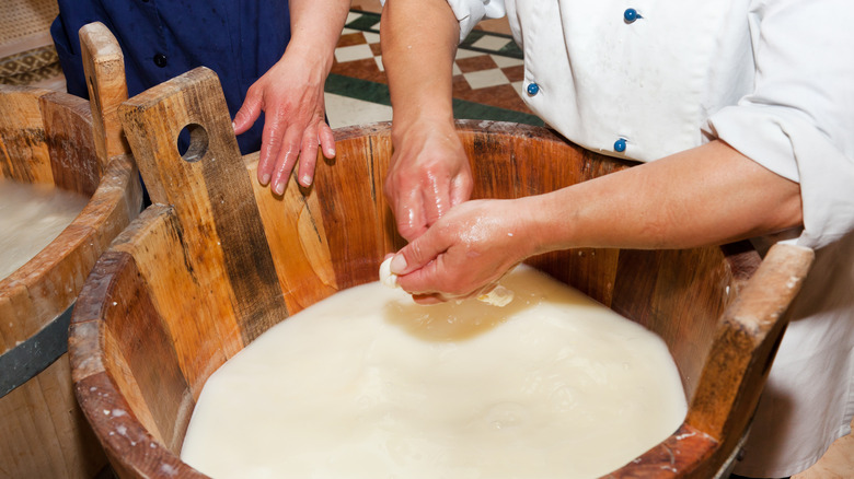 Vat of buffalo milk in Campania 