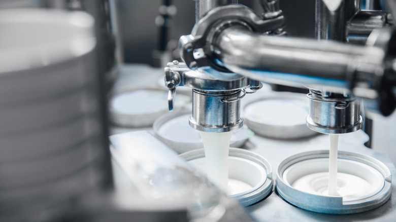 manufacturing of yogurt in a factory