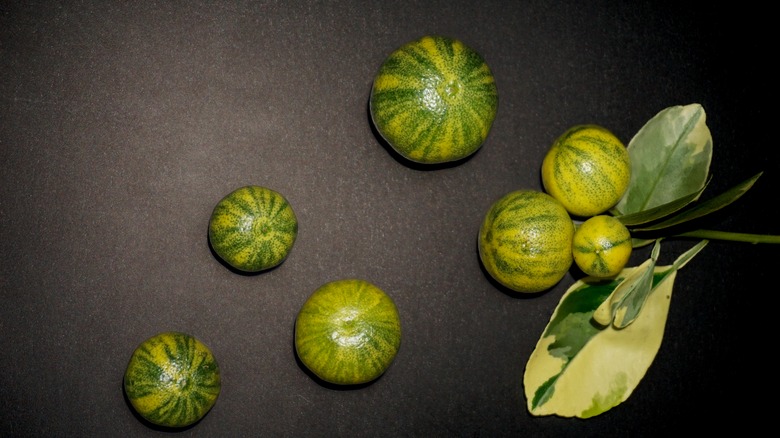 Variegated calamansi