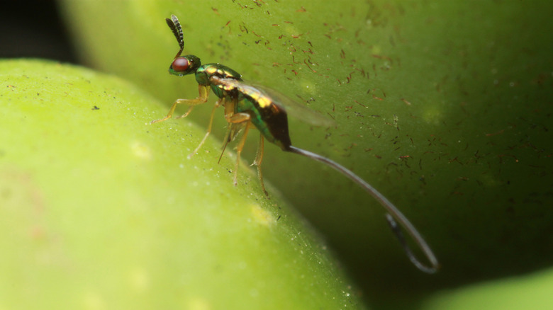 small wasp on green fig