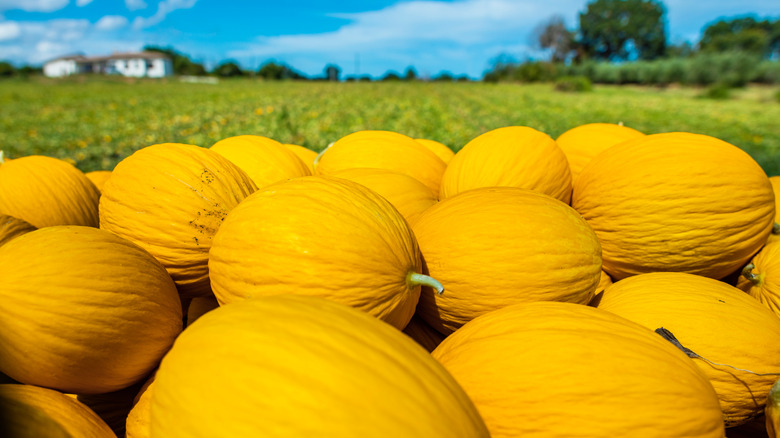 Canary melons on a farm