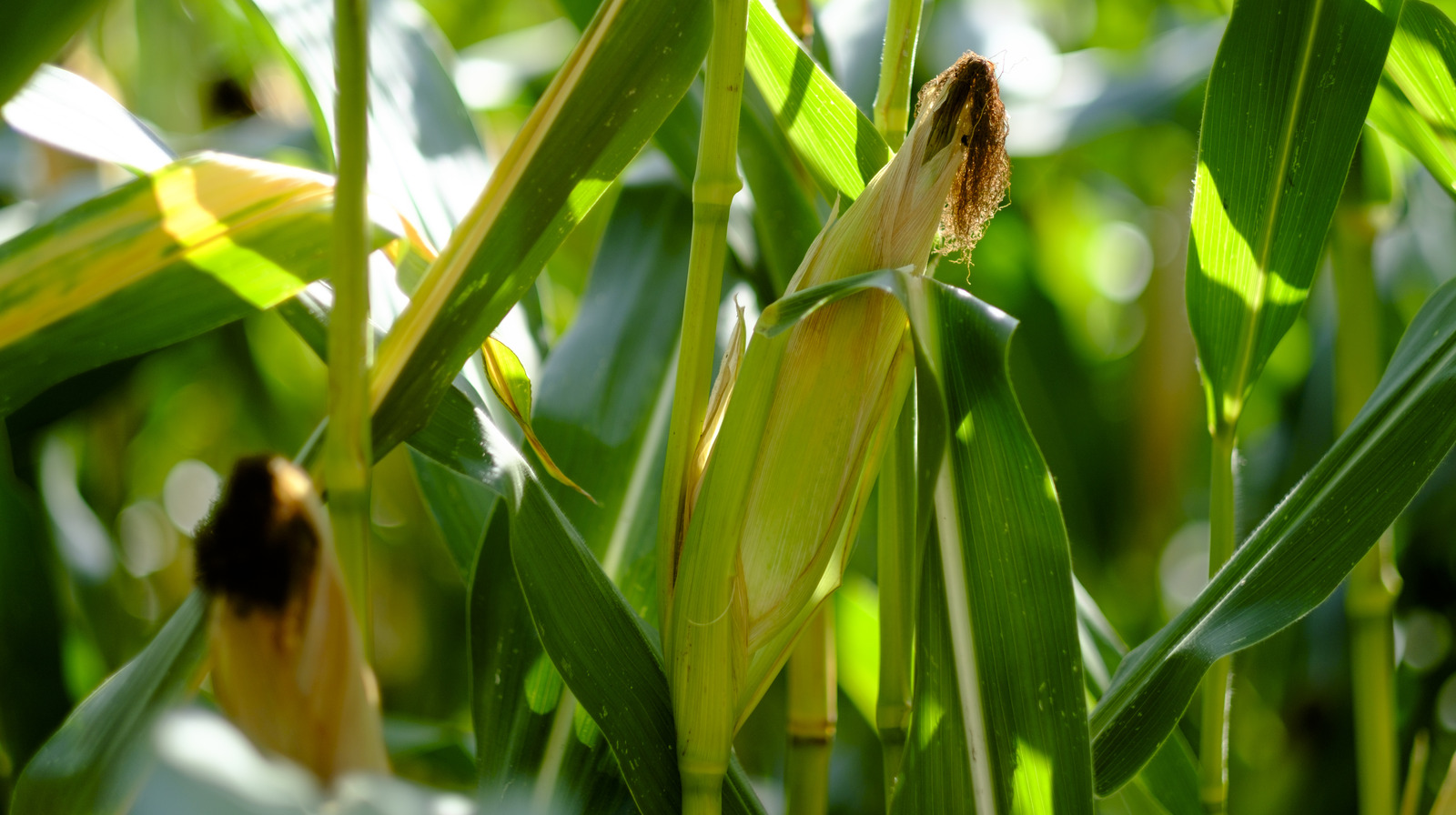 what-makes-cornmeal-and-cornstarch-different