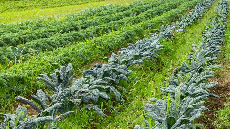 Rows of dinosaur kale