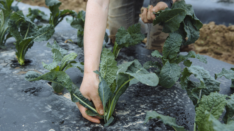 Harvesting tuscan kale