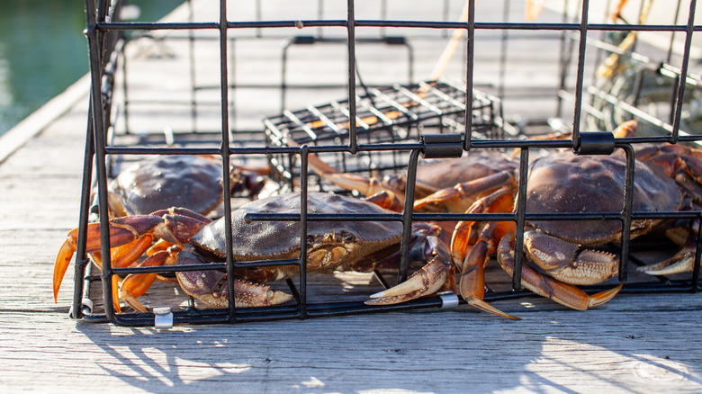 Dungeness crabs in a trap