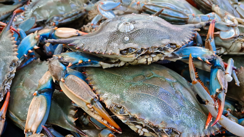 Pile of blue crabs