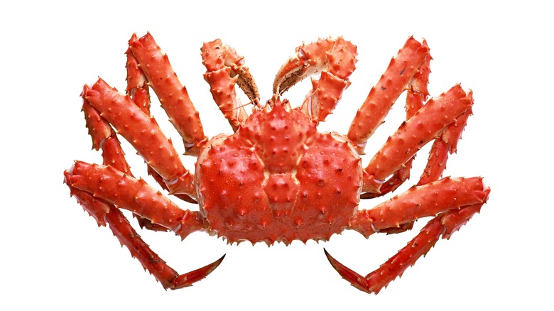 King crab on a white background