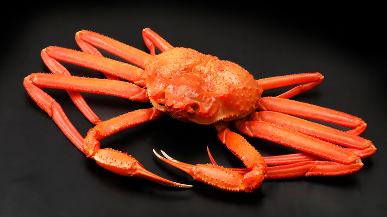 Snow crab on black background