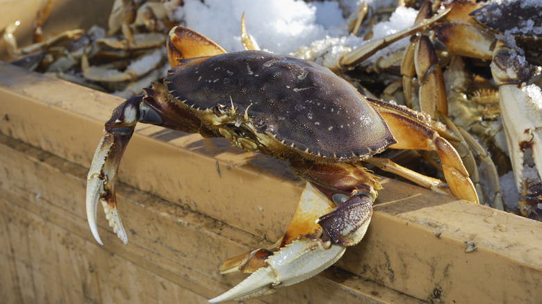 Dungeness crabs in a container