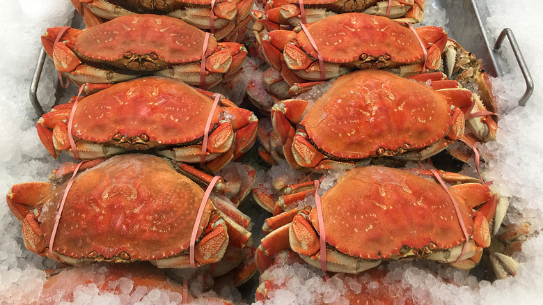 Dungeness crabs in ice tray