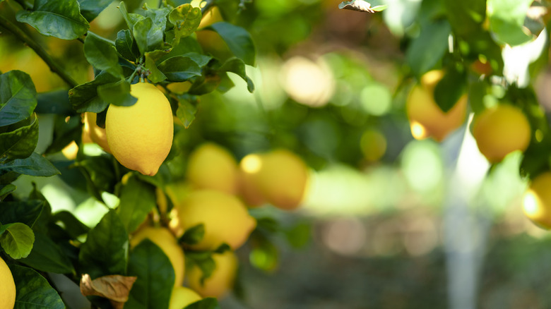 Lemon trees in Malaga, Spain