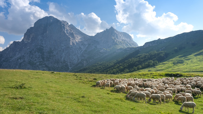 Sheep flock in southern Italy