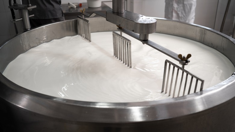 Large vat of milk