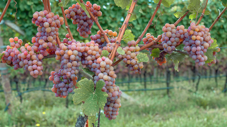 Gewürztraminer grapes on vine