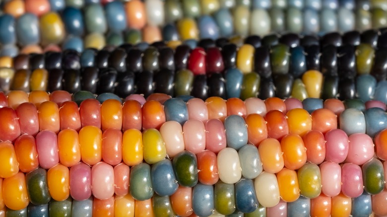 close-up of glass gem corn