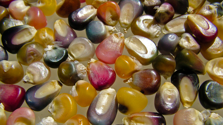 dried glass gem corn kernels
