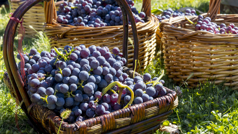 Greek baskets of grape harvests