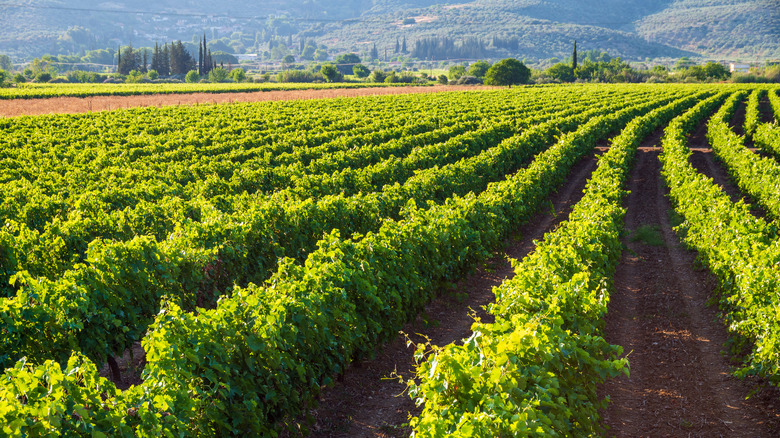 A vineyard in Nemea, Greece