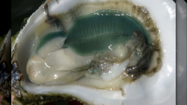 Atlantic Emerald green gill oyster