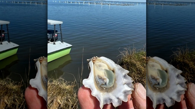 green gill oyster North Carolina