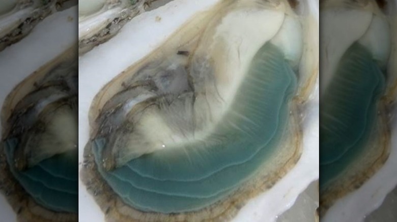 American Jade green gill oyster