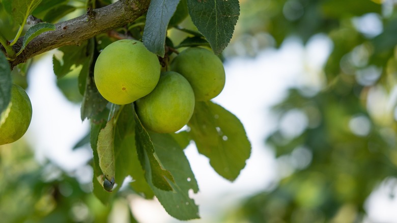 Greengage plus in orchard 