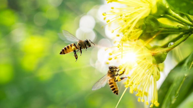 Two bees on yellow flowers