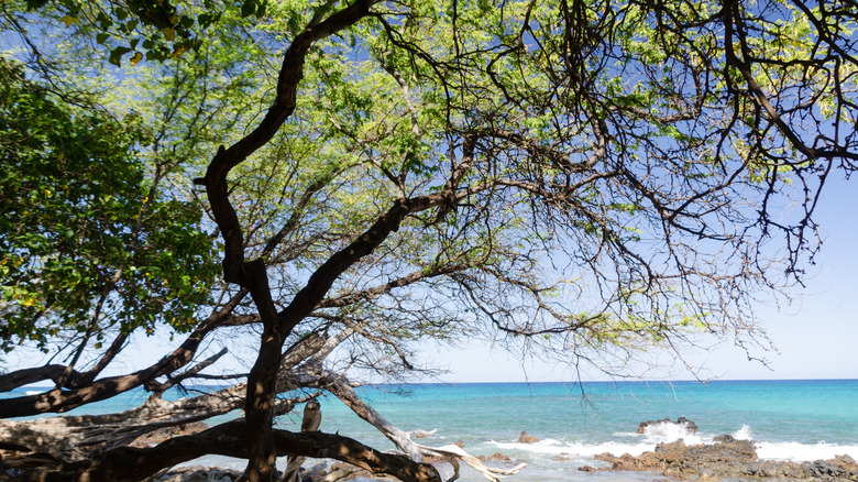 Hawaiian kiawe tree on a shore