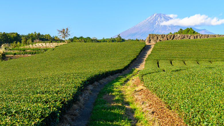 green tea plantation in Japan