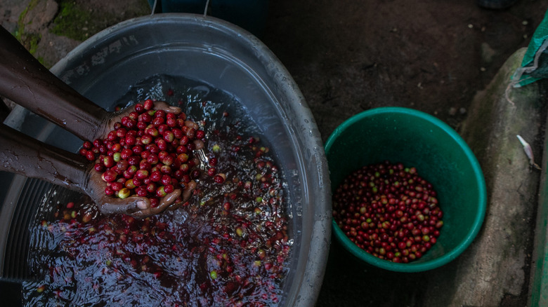 Washing coffee cherries by hand 