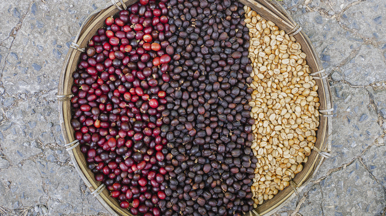 Colorful coffee beans before roasting 