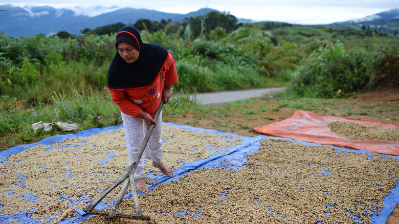 coffee farmer lays out beans