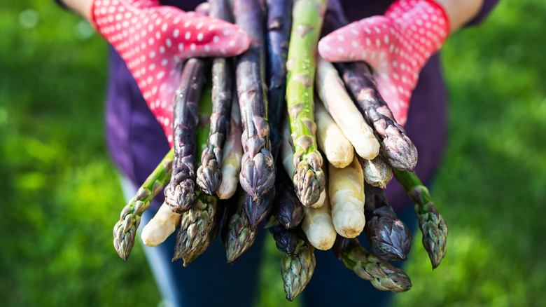 hands holding different types of asparagus 