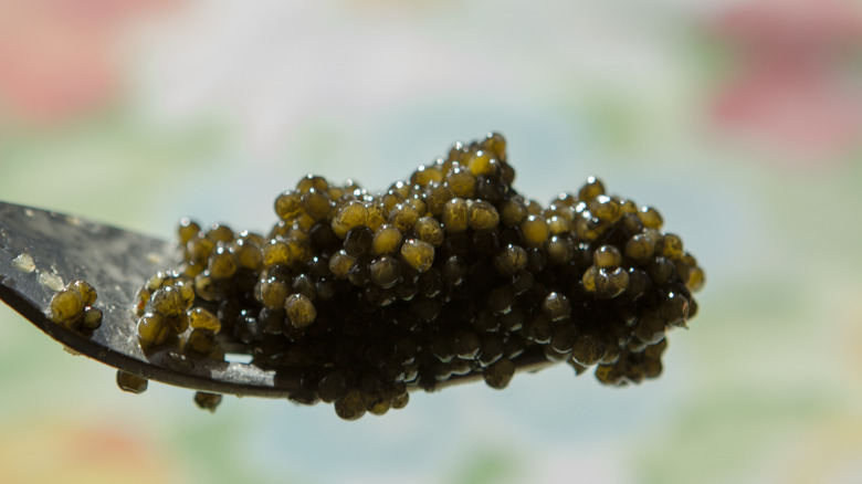 close up of caviar on fork