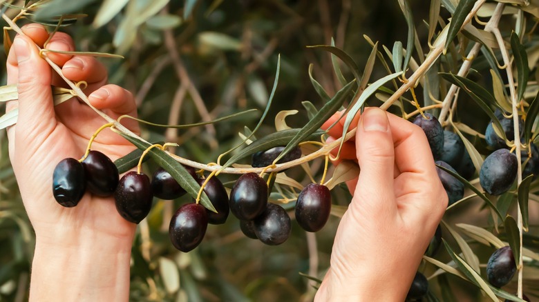 Hands harvesting olives