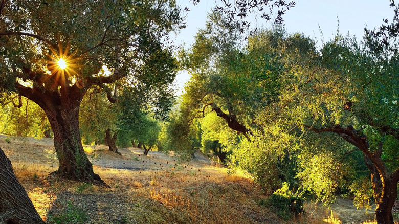 Olive grove 