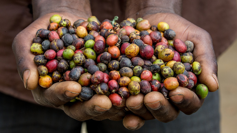 Hands holding Kenyan coffee beans